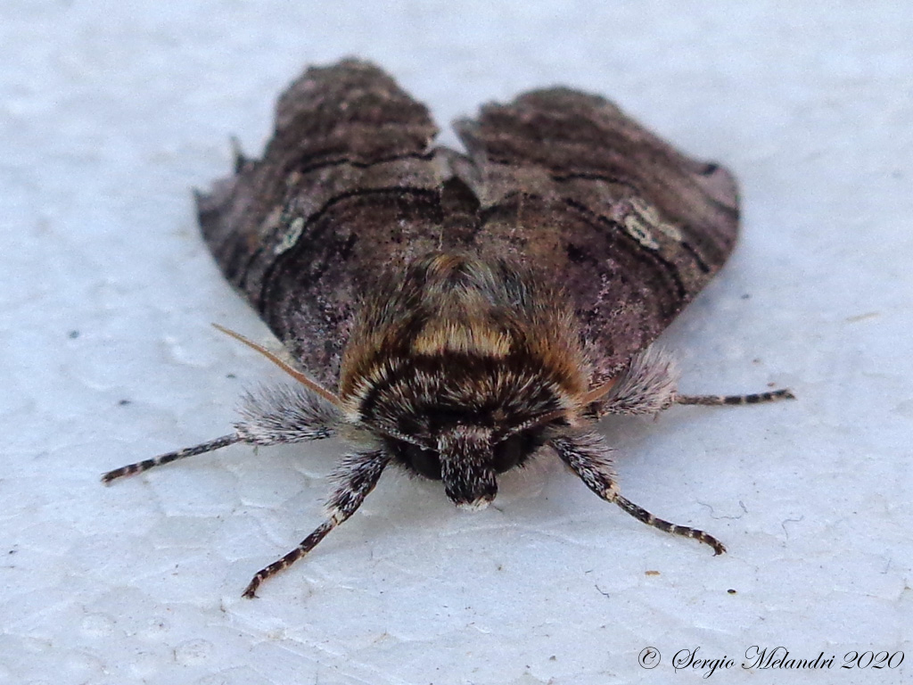 Noctuidae da ID - No, Drepanidae: Tethea or